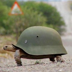 turtle warrior