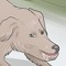 wikihow wolves