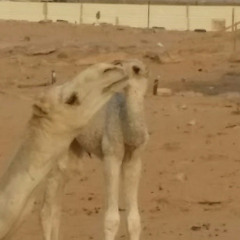 مخلد العتيبي