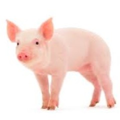 JasonPiggy360