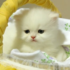 Марина Котенок