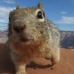 Stream lil squirrel music | Listen to songs, albums, playlists for