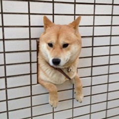 Anisa