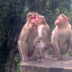abhishek