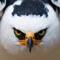 White Hawk Warrior