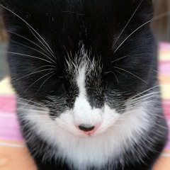 veryblackcat