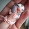 Sugar Gliders