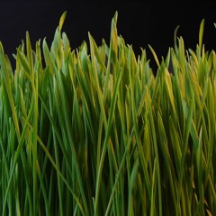 gRaSs
