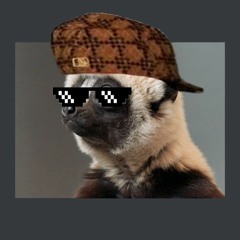 LIl Lemur