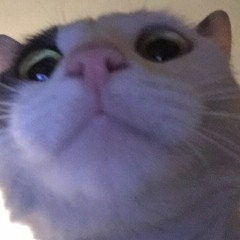 Nito