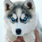 alaskainmagic