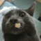 figaro