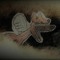 Fox Paradoxia