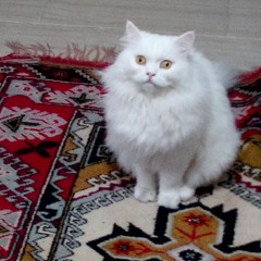 ARİF KAAN KARTALKAYA