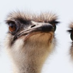 Ostrich Bros