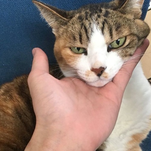 Stream catu music Listen to songs, albums, playlists for free on