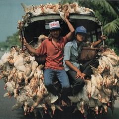 ▽弖l Nieto del Caballo Blanco▽