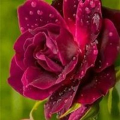 Shahab