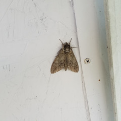 Christopher Buehlhorn