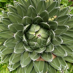 TurbinicarpusMan
