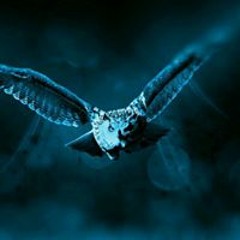 Адъяа Намсрай