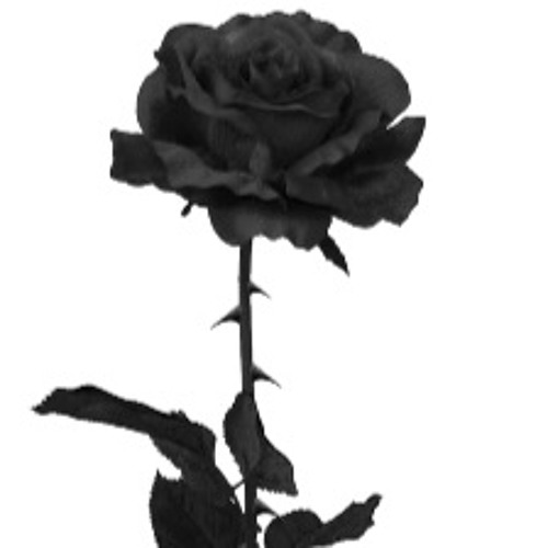 Dark Rose’s avatar