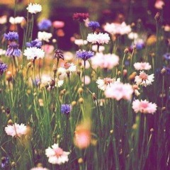 The Blind and The Blear