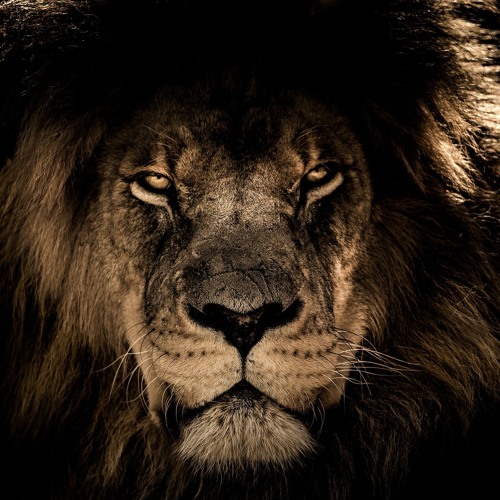 King leon deals