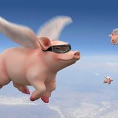 Fly Pig