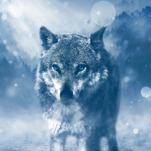 Prog Rock Wolfientia’s avatar