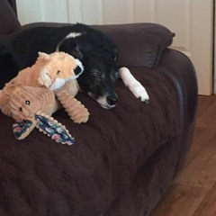 Toni Ashleigh Osborne