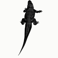 SoGator