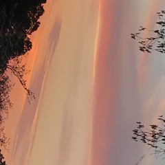 HummingbirdDiet