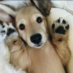 Saiyaken “サイー子犬” Phoenix