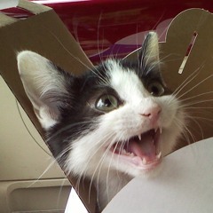 AncientCatGod
