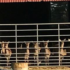 Julius Bertha Wilhelm