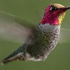 Cocuyo Ateniense