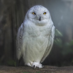 ELnewihy