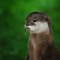 River Otter