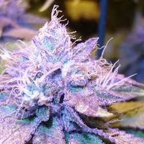 Пурпл хейз. Сорт марихуаны перпл хейз. Перпл хэйз purple. Перпл хейз сорт. Перпл хейз.
