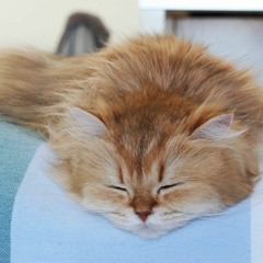 It Only Takes A Moment - Hello Dolly (Wall-E)