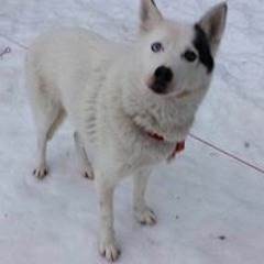 Alexander Mathias Männi