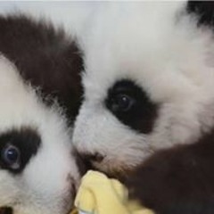 Chelsea Ventura-barquero