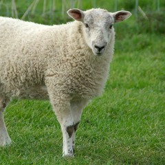 patrol sheep-time to sleep