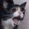 Cat Phuckers