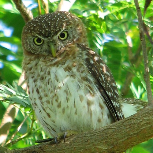 The Barn Owls S Stream On Soundcloud Hear The World S Sounds