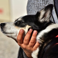 Emotional Support Animal Letter