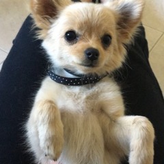 millychong