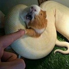 ꍏꀘꋪꍏꎭ ꍏꀘꍏ