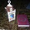 hafsa